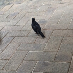 Turdus merula at Lord Howe Island - 22 Oct 2023 12:07 PM