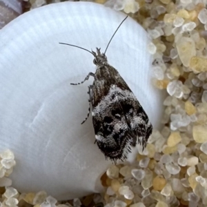 Tebenna micalis at Nadgee Nature Reserve - 15 Nov 2023