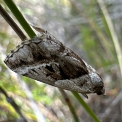 Dichromodes stilbiata (White-barred Heath Moth) at Nadgee, NSW - 16 Nov 2023 by Pirom
