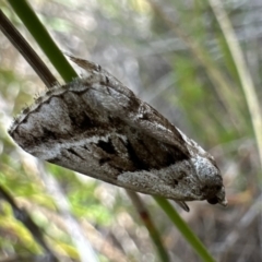 Dichromodes stilbiata (White-barred Heath Moth) at Nadgee Nature Reserve - 17 Nov 2023 by Pirom