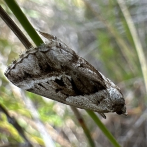 Dichromodes stilbiata at Nadgee Nature Reserve - 17 Nov 2023 10:48 AM