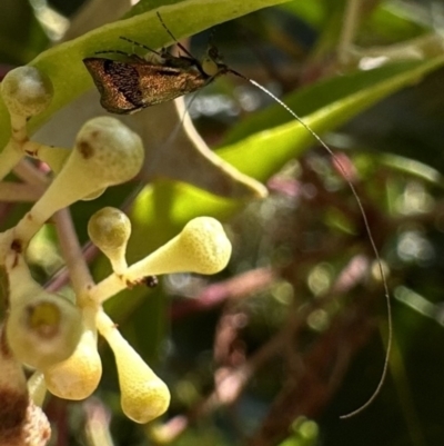 Nemophora laurella (A Fairy Moth) at Nadgee, NSW - 19 Nov 2023 by Pirom