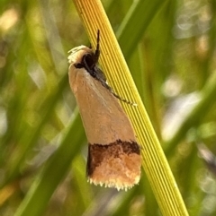 Coesyra phaeozona (A Concealer moth (Chezala Group)) at Nadgee, NSW - 16 Nov 2023 by Pirom