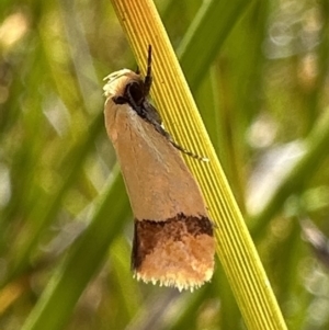Coesyra phaeozona at Nadgee Nature Reserve - 17 Nov 2023