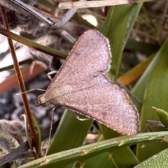 Endotricha ignealis (A Pyralid moth (Endotrichinae)) at Nadgee, NSW - 17 Nov 2023 by Pirom