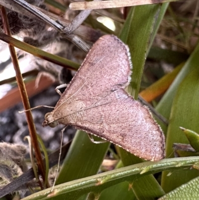 Endotricha ignealis (A Pyralid moth (Endotrichinae)) at Nadgee, NSW - 17 Nov 2023 by Pirom