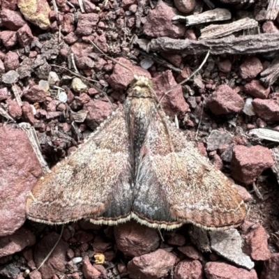 Endotricha ignealis (A Pyralid moth (Endotrichinae)) at Nadgee, NSW - 20 Nov 2023 by Pirom