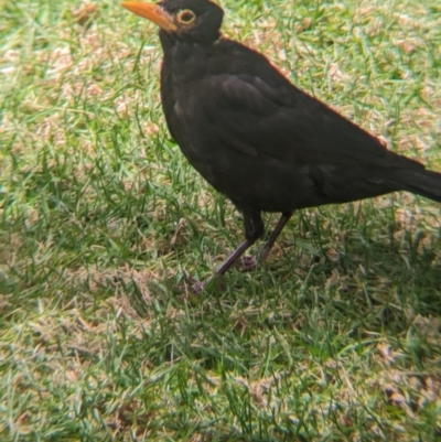 Turdus merula (Eurasian Blackbird) at Lord Howe Island, NSW - 22 Oct 2023 by Darcy