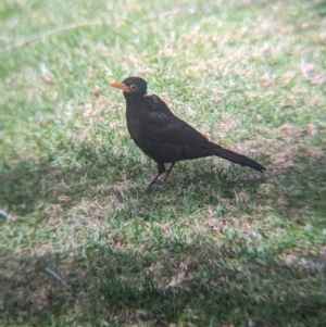 Turdus merula at Lord Howe Island - 22 Oct 2023