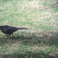 Turdus merula at Lord Howe Island - 22 Oct 2023 12:42 PM