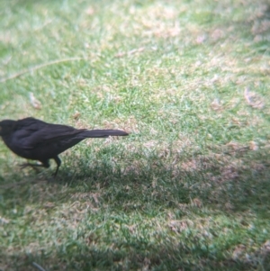 Turdus merula at Lord Howe Island - 22 Oct 2023