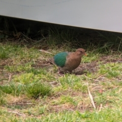 Chalcophaps longirostris (Pacific Emerald Dove) at Lord Howe Island, NSW - 22 Oct 2023 by Darcy