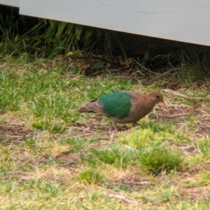 Chalcophaps longirostris at Lord Howe Island - 22 Oct 2023