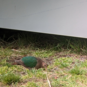 Chalcophaps longirostris at Lord Howe Island - 22 Oct 2023 12:43 PM