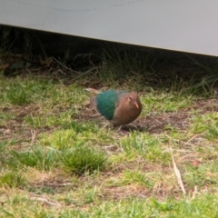 Chalcophaps longirostris at Lord Howe Island - 22 Oct 2023