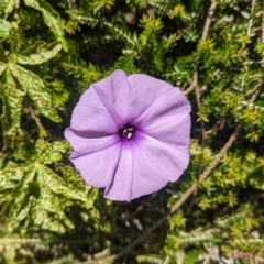 Ipomoea cairica (Coastal Morning Glory, Mile a Minute) at Lord Howe Island, NSW - 22 Oct 2023 by Darcy