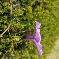 Ipomoea cairica at Lord Howe Island - 22 Oct 2023 01:47 PM