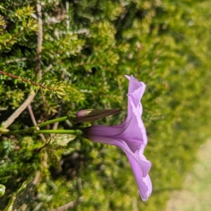 Ipomoea cairica at Lord Howe Island - 22 Oct 2023 01:47 PM