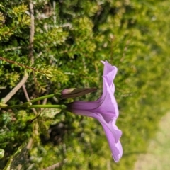 Ipomoea cairica at Lord Howe Island - 22 Oct 2023