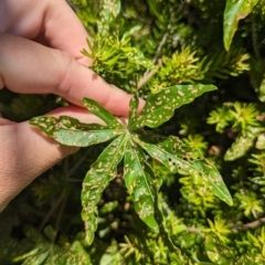 Ipomoea cairica at Lord Howe Island - 22 Oct 2023