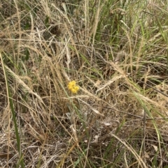 Chrysocephalum apiculatum (Common Everlasting) at Campbell, ACT - 23 Nov 2023 by SilkeSma