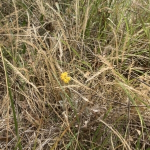 Chrysocephalum apiculatum at Campbell, ACT - 23 Nov 2023