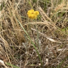 Chrysocephalum apiculatum at Campbell, ACT - 23 Nov 2023 10:24 AM