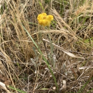 Chrysocephalum apiculatum at Campbell, ACT - 23 Nov 2023