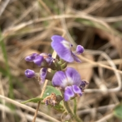 Glycine tabacina (Variable Glycine) at Campbell, ACT - 22 Nov 2023 by SilkeSma