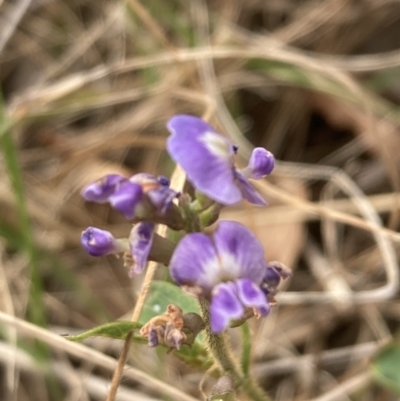 Glycine tabacina (Variable Glycine) at Campbell, ACT - 23 Nov 2023 by SilkeSma