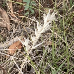 Rytidosperma sp. (Wallaby Grass) at Campbell, ACT - 22 Nov 2023 by SilkeSma