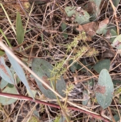 Asperula conferta at Campbell, ACT - 23 Nov 2023