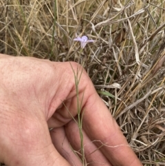 Wahlenbergia capillaris at Campbell, ACT - 23 Nov 2023