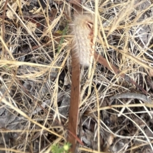 Anthelidae (family) at Higgins Woodland - 23 Nov 2023