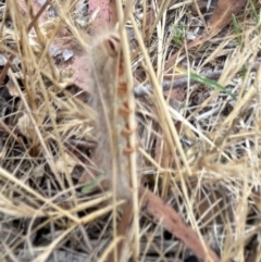 Anthelidae (family) at Higgins Woodland - 23 Nov 2023