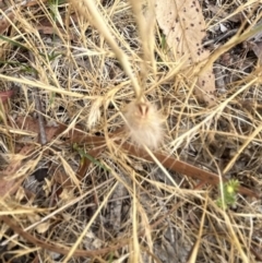 Anthelidae (family) at Higgins Woodland - 23 Nov 2023 01:25 PM