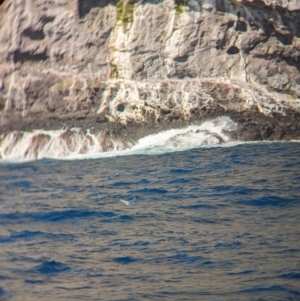 Anous albivitta at Undefined - 21 Oct 2023 10:22 AM