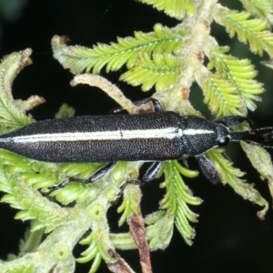 Rhinotia suturalis at Mount Ainslie - 30 Dec 2022