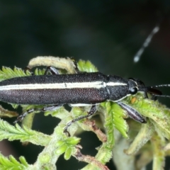 Rhinotia suturalis at Mount Ainslie - 30 Dec 2022