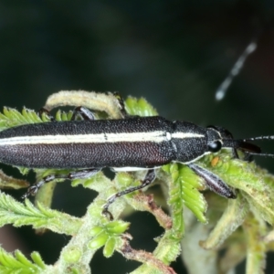 Rhinotia suturalis at Mount Ainslie - 30 Dec 2022 05:44 PM