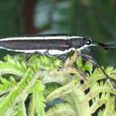 Rhinotia suturalis at Mount Ainslie - 30 Dec 2022