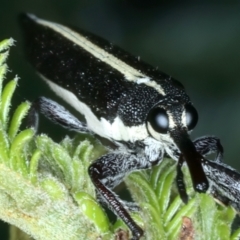 Rhinotia suturalis at Mount Ainslie - 30 Dec 2022