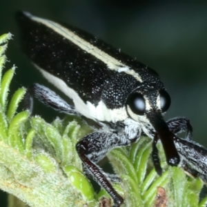 Rhinotia suturalis at Mount Ainslie - 30 Dec 2022