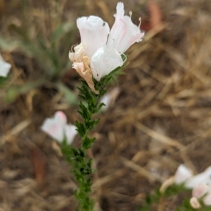 Echium plantagineum at The Pinnacle - 23 Nov 2023 10:30 AM