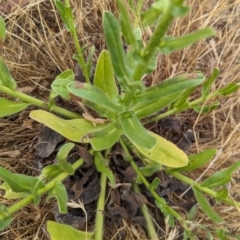 Echium plantagineum at The Pinnacle - 23 Nov 2023 10:30 AM