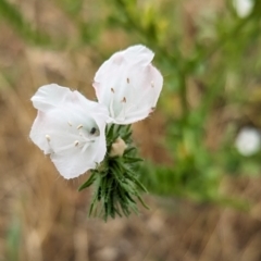 Echium plantagineum at The Pinnacle - 23 Nov 2023 10:30 AM