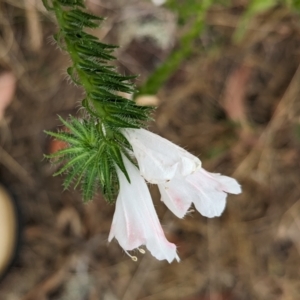 Echium plantagineum at The Pinnacle - 23 Nov 2023 10:30 AM