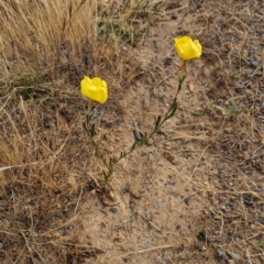 Oenothera stricta subsp. stricta (Common Evening Primrose) at Belconnen, ACT - 23 Nov 2023 by CattleDog