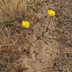 Oenothera stricta subsp. stricta at Belconnen, ACT - 23 Nov 2023