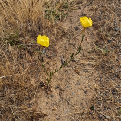 Oenothera stricta subsp. stricta (Common Evening Primrose) at Belconnen, ACT - 22 Nov 2023 by CattleDog